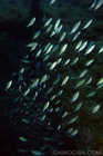 Schooling fish on the Liberty Wreck