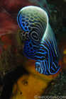 Juvenile Emporer Angelfish