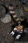 Broadbanded Shrimpgoby With Blind Shrimp 