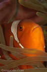Spinecheek Anemonefish (female)
