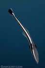 Remora