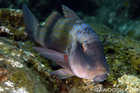 Doublebar Goatfish