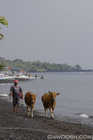 Cows on the Beach