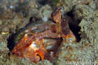 Mantis Shrimp