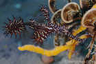 Ornate Ghost Pipefish