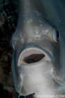 Batfish
