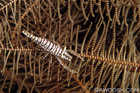 Crinoid Shrimp