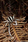 Crinoid Squat Lobster