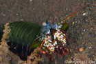 Peacock Mantis Shrimp