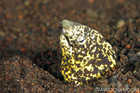 Marbled Snake Eel