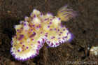 Mexichromis Multituberculata Nudibranch