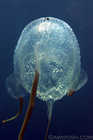 Weirdass Jellyfish