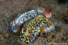 Hypselodoris Infucata Nudibranchs
