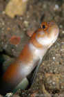 Flagtail Shrimpgoby 