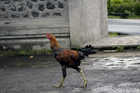 Why did the rooster cross the street?