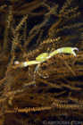 Unidentified Crab