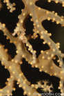 Teensy Pygmy Seahorse on Seafan