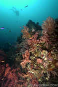 Soft Coral Growth on the Liberty