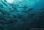 Schooling Jacks near the Liberty
