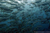 Schooling Jacks near the Liberty