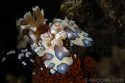 Harlequin Shrimp