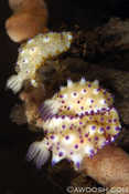 Nudi Congregation