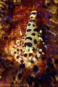 Pair of Coleman Shrimp on Fire Urchin