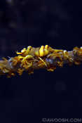 Zeno Crab on Coral Whip