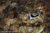 Cuttlefish Eye