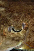 Cuttlefish Eye