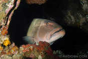 Bigass Grouper on the Liberty