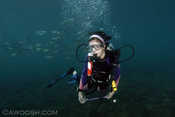 P3 Damselfish