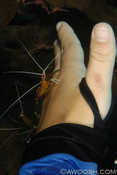 Nail Cleaning 