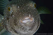 Happy Pufferfish