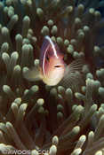 Pink Anenomefish