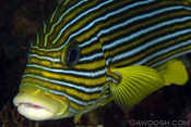 Sweetlips