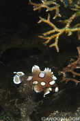 Juvenile Sweetlips