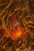Spinecheek Anemonefish