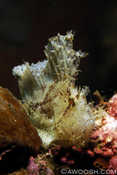 Leaf Scorpionfish
