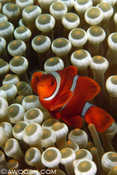 Spinecheek Anemonefish
