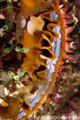 Thorny Oyster