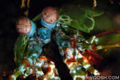 Peacock Mantis Shrimp