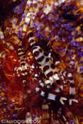 Pair of Coleman Shrimp on Fire Urchin