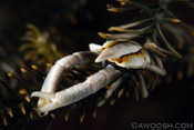 Crinoid Squat Lobster