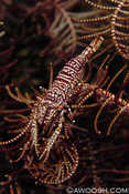 Crinoid Shrimp