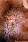 Hairy Squat Lobster