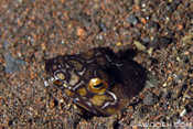 Snake Eel