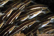 Schooling Catfish