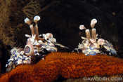 Pair of Harelquin Shrimp on Sea Star